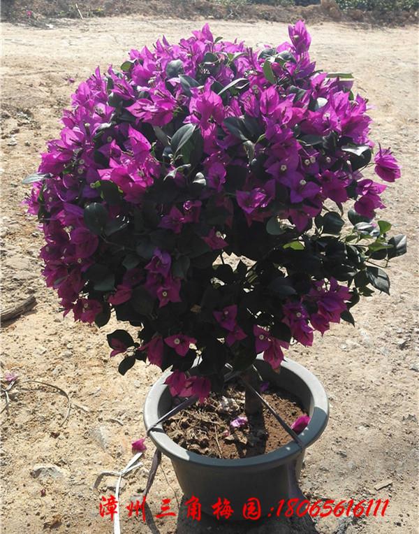 紫色花三角梅球 高度50-80CM 绿盆