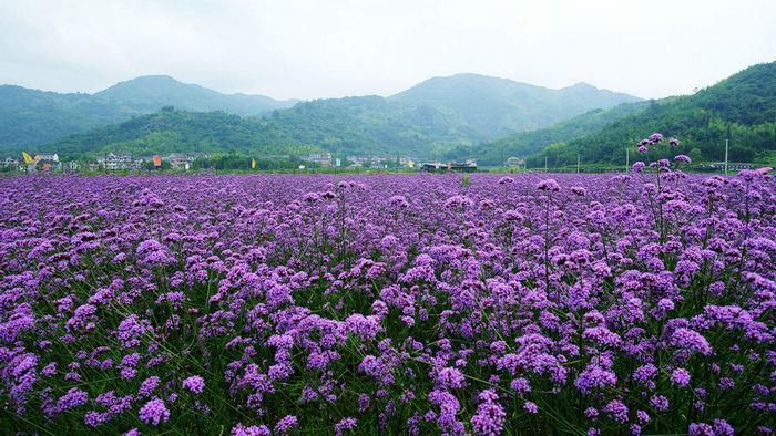 波斯菊,百日草等花海品種