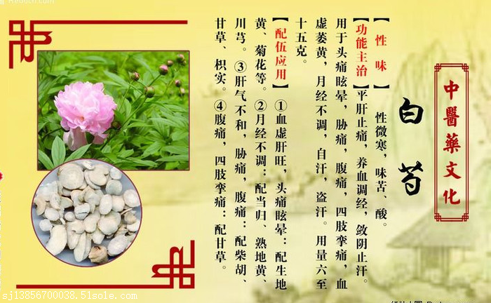 广州出售白芍芽子白芍一亩地多少钱