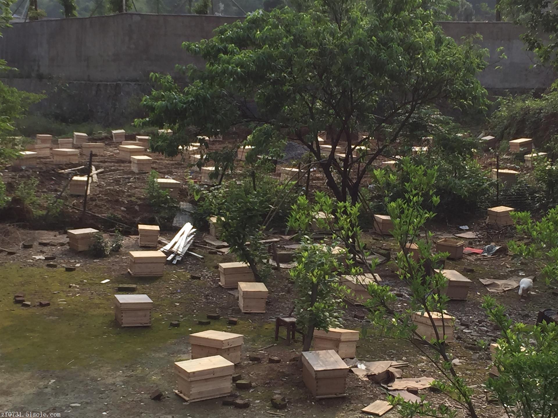 貴州江西廣東廣西湖北養蜂場中華蜜蜂出售蜂箱土蜂蜜蜂群蜂種