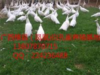 广西蓝孔雀价格多少钱一斤、广西孔雀养殖场、广西孔雀苗
