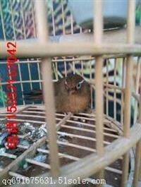 百鸟展出租 辽宁海洋生物展