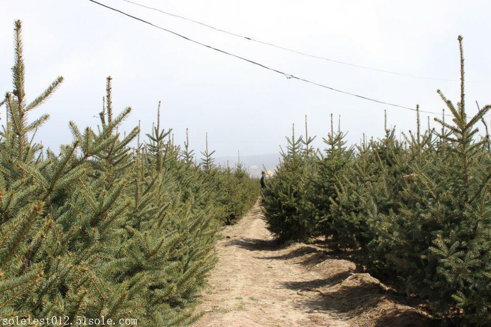 新疆常绿型2米3米4米5米云杉树 绿化苗木树型好看 品种好量大从优 价格合适