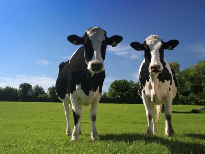 奶牛体细胞高怎么办,治疗奶牛体细胞超标的产品厂家